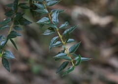 Podolobium aciculiferum