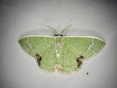 Comibaena subdelicata