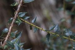 Podolobium aciculiferum