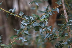 Podolobium aciculiferum