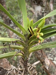 Cyrtorchis arcuata arcuata