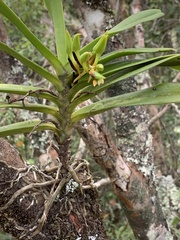 Cyrtorchis arcuata arcuata