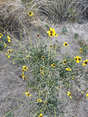 Encelia asperifolia