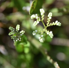 Mitreola