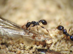 Pheidole