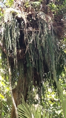 Haplopteris elongata