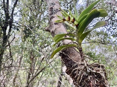 Cyrtorchis arcuata arcuata