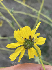 Encelia asperifolia