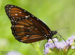 Danaus eresimus