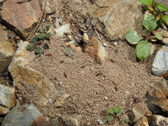 Pheidole
