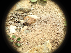 Pheidole
