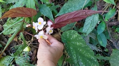 Begonia lukuana