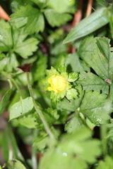 Potentilla