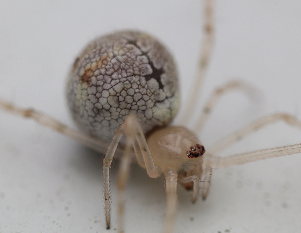 White porch spider