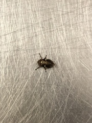 Bathyllus albicinctus