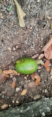 Persea americana
