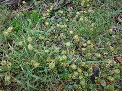 Hydrocotyle laxiflora