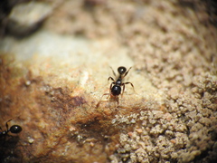 Pheidole