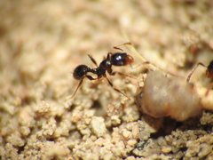 Pheidole