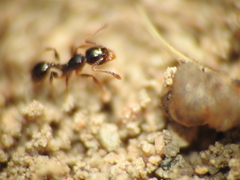 Pheidole