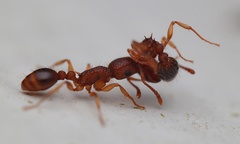 Tetramorium bicarinatum