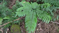 Pteris wallichiana