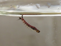 Toxorhynchites rutilus septentrionalis