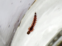 Toxorhynchites rutilus septentrionalis