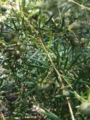 Gompholobium latifolium