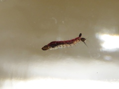 Toxorhynchites rutilus septentrionalis