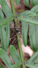 Cryptoderma formosense