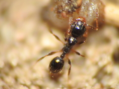 Pheidole