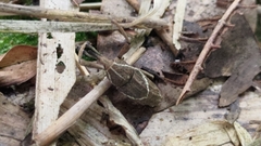 Cryptoderma formosense