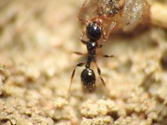 Pheidole