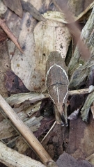 Cryptoderma formosense