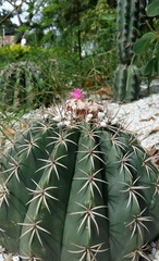 Melocactus