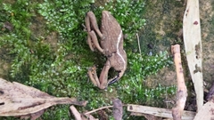 Cryptoderma formosense