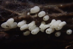 Henningsomyces