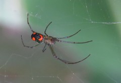 Leucauge argyrobapta