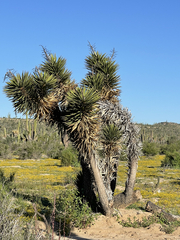 Yucca valida