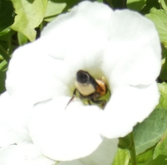Megachile umbripennis