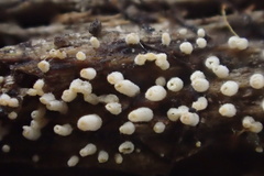 Henningsomyces