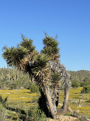 Yucca valida