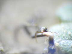 Pheidole