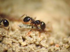 Pheidole