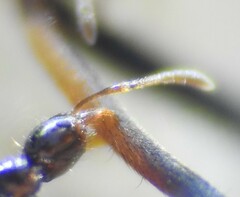 Pheidole