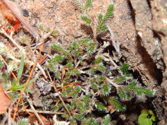 Selaginella