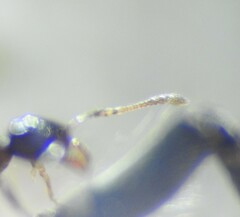 Pheidole