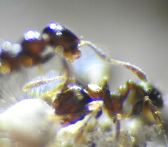 Pheidole
