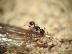 Pheidole